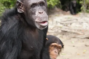 Chimpanzee Jiminy Cricket on Island 2 of Second Chance Chimpanzee Refuge Liberia