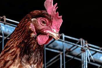The image shows a close-up of a chicken with a cage in the background