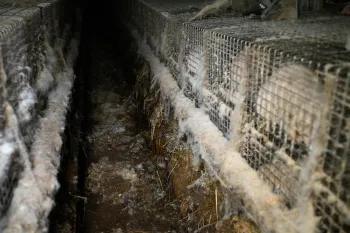 A row of wire cages, housing small animals the cages appear dirty and neglected, with a significant buildup of dust, fur, and cobwebs covering the surfaces.