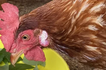 Collaboration with a free-range farm producer to familiarize them with the certification process