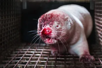 A mink inside a metal cage, with visible injuries and blood on its nose, mouth, and forehead.