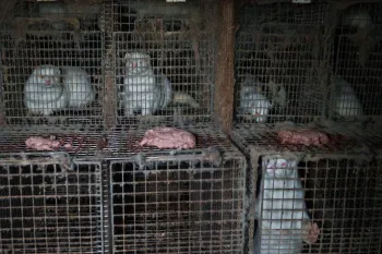 Several white mink confined in small, wire cages.
