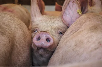 The image shows a close-up view of a group of pigs crowded together. At the center of the photo, one pig's face is prominently visible.
