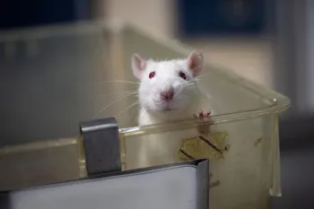 Rat used for research