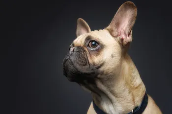 French Bulldog studio shot on a black background