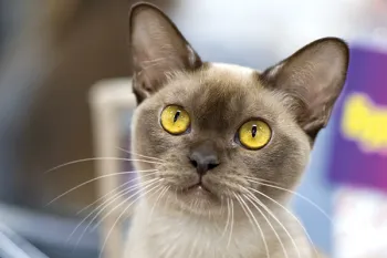 A close up of a chocolate Burmese cat.
