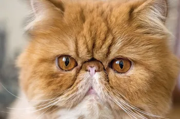 A close up of a red Persian cat