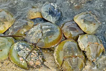 Horseshoe crabs on beach