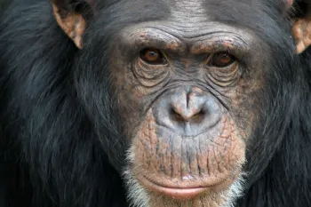 An up close view of Hannie, a chimpanzee. 