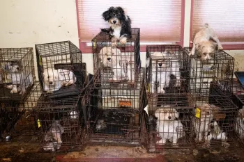 Dogs in stacked cages inside, in a home used as a puppy mill
