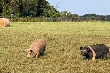 Two pigs enjoying a sunny day in an open field. 