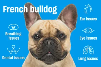 Close-up of a French bulldog with labeled callouts explaining common health issues related to its facial structure.