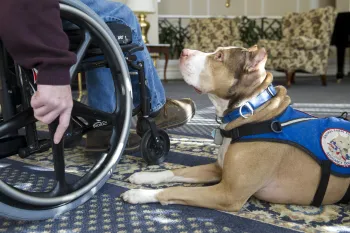 service dog lying on a carpeted floor beside a person in a wheelchair