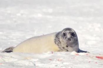 Grey seal in the snow with blood during the 2011 seal hunt in Nova Scotia, Canada