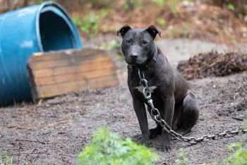 A black dog sits on muddy ground, attached to a heavy chain and collar.
