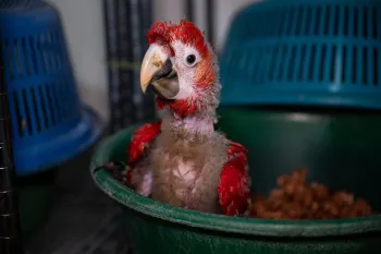A juvenile scarlet macaw chick at ARCAS Wildlife Rescue Center in Petén, Guatemala. This macaw will eventually be released into the wild as part of the breeding program at ARCAS for the critically endangered species.