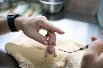 A recently hatched scarlet macaw is fed via syringe by a veterinarian at ARCAS wildlife center in Flores, Peten, Guatemala.