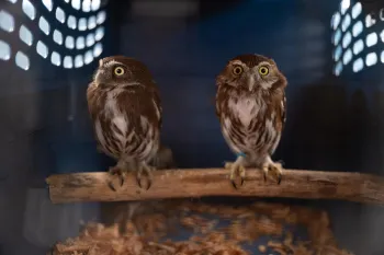 Two pygmy owls in a crate travel with ARCAS and Humane World to be released back in the wild in Guatemala after being rescued from negative interactions with humans.