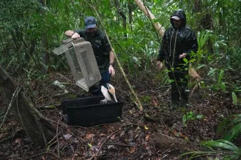 Before returning to the wild, a northern tamandua stands on their hind legs, hisses and gives a warning to ARCAS Dr. Alejandro Morales.