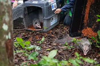 After being rehabilitated by ARCAS, two opossums are released back into the Mayan jungle