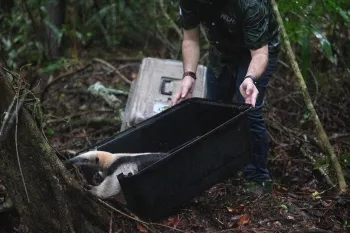 A northern tamandua runs back into the Mayan jungle of Guatemala after being released by ARCAS.