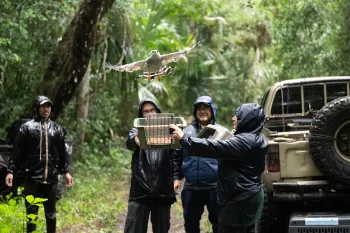 A gray hawk flies off after being released by ARCAS in Guatemala