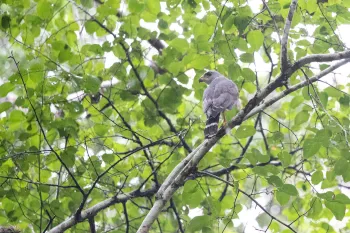 A gray hawk rests in the treetops after being released back into the wild by ARCAS and Humane World for Animals