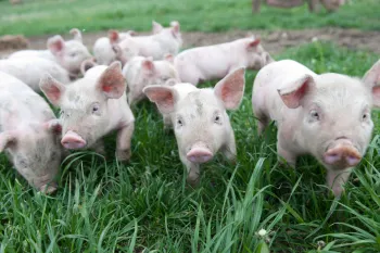 Group of piglets on a grassy field