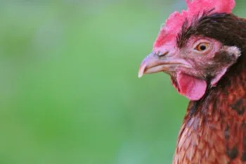 Hens at Farm Sanctuary