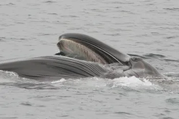 A Fin whale partially surfacing in the ocean