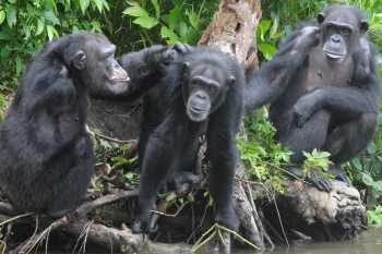 New York Blood Center Chimps