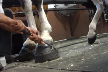 Someone “soring” a Tennessee walking horse to create an exaggerated and unnatural gait