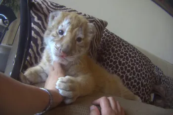 A person holding a tiger cub
