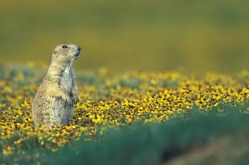 a small animal in a field of yellow flowers