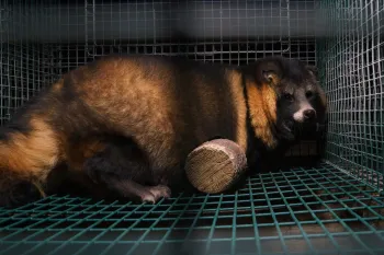 Photos from an investigation at a Finnish Fur Farm