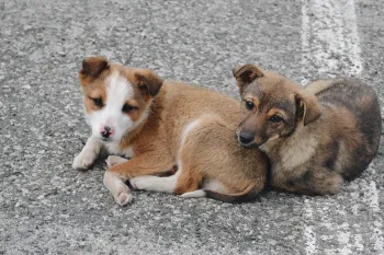 Two puppies lying on the ground