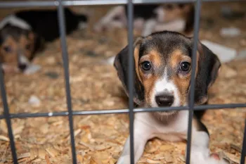 Puppy inside a wired cage.