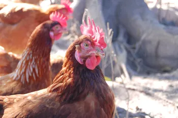 cage free hens