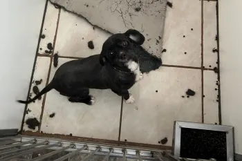 Amos Borntreger Jr of Happy Canine Kennel in Augusta, WI featured in Horrible Hundred 2026