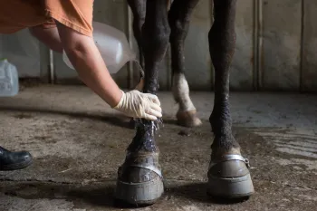 Person rubbing fluid on a horse's legs