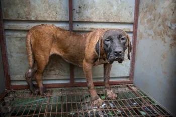 A dog with swollen paws is shown locked in a cage