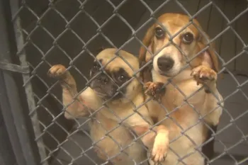 two dogs standing behind a chain-link fence