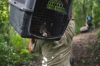 A coati peeks through their travel crate as their carried deeper into the Guatemalan jungle, where they will be released back into the wild
