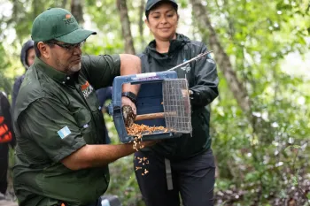 An ARCAS staffer gently encourages a pygmy owl to leave their travel crate and return to the wild of Guatemala after recovering from negative interactions with humans.