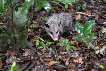 Released by ARCAS back into the wild, a opossum wanders deeper into the Mayan jungle, their native habitat.