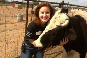 a person petting a cow