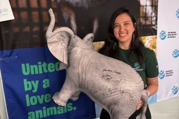 Hawthorn Heights autographed elephant