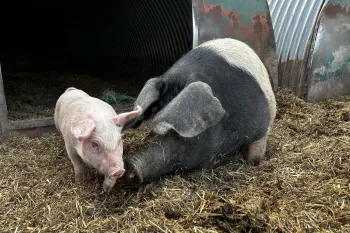 Pigs and cows on Helen Browning's organic (soil association accredited) farm