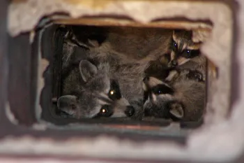 A group of raccoons inside a chimney
