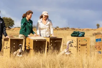 Release of rehabilitation vultures in South Africa